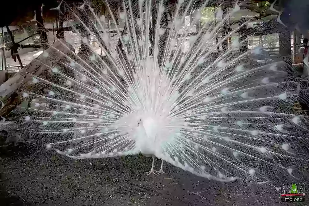 طاووس سفید با دم باز شده