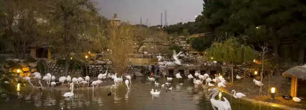 دریاچه ای با تعدادی پرنده