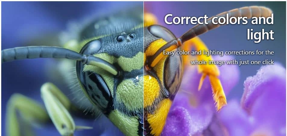 سایت افزایش کیفیت عکس یک زنبور در تصویر